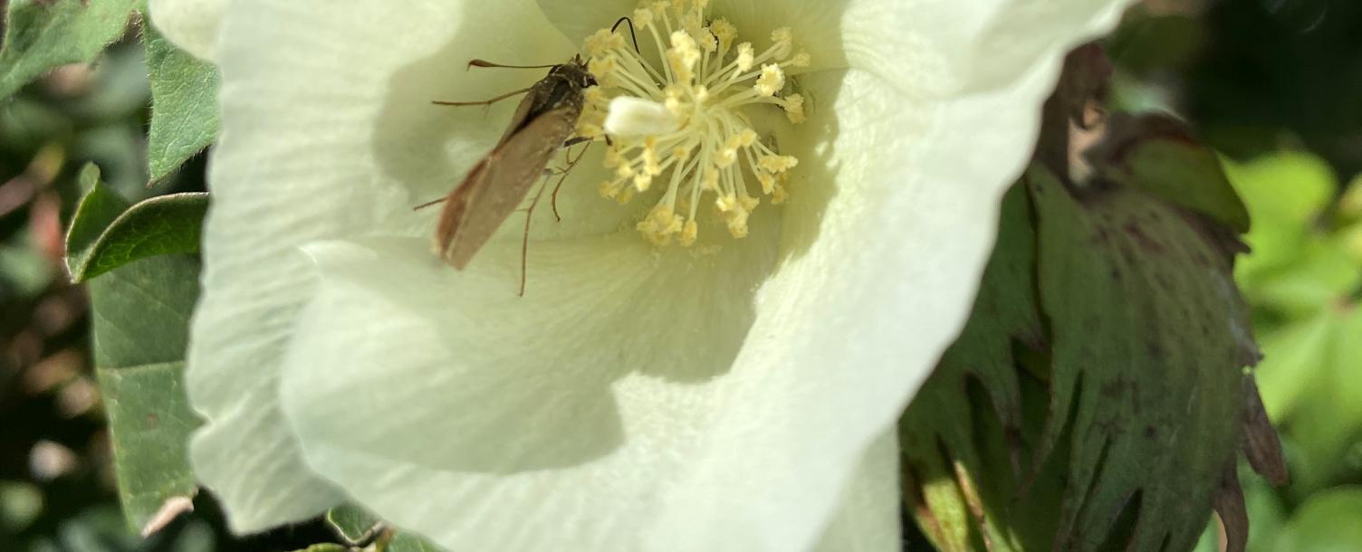 cottonbug